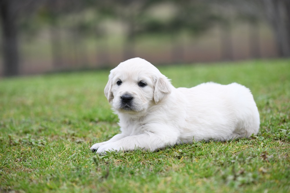 Piper's 4 Week Old Miss Lady Bug