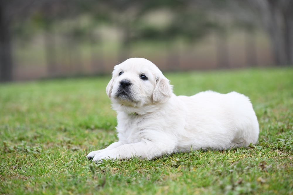 Piper's 4 Week Old Miss Lady Bug