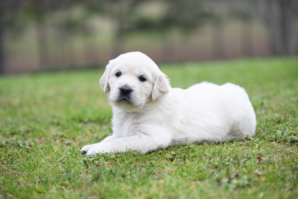 Piper's 4 Week Old Miss Lady Bug