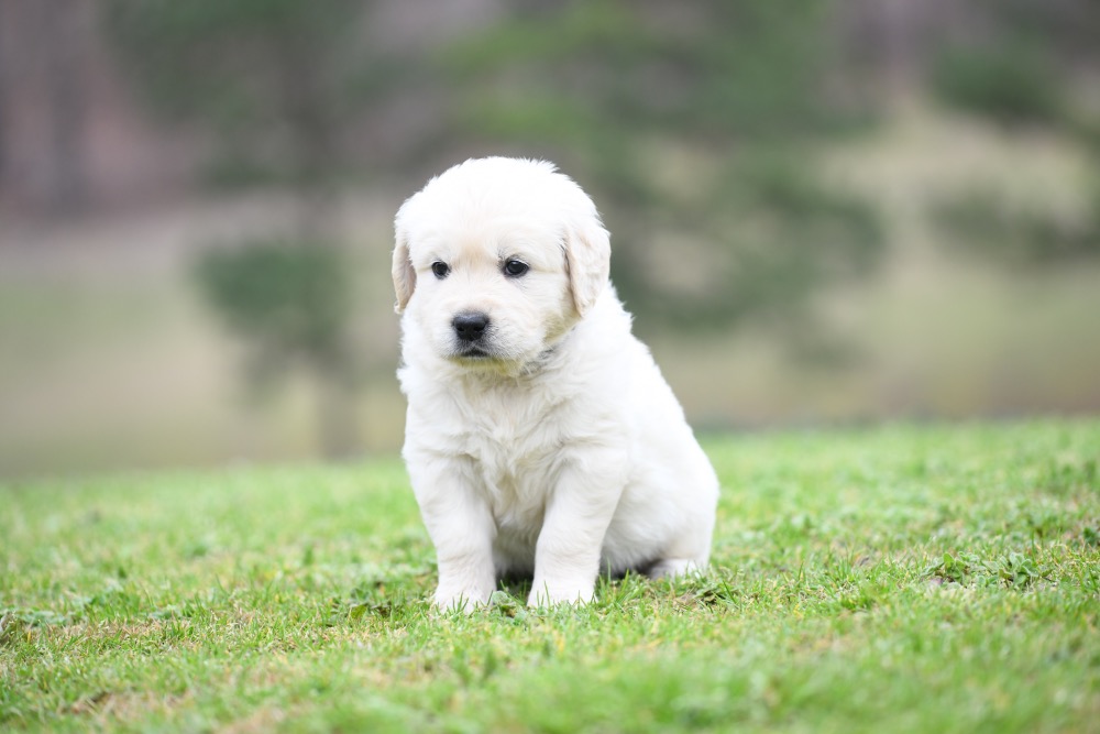 Tara's 5 Week Old Mr. Stripe