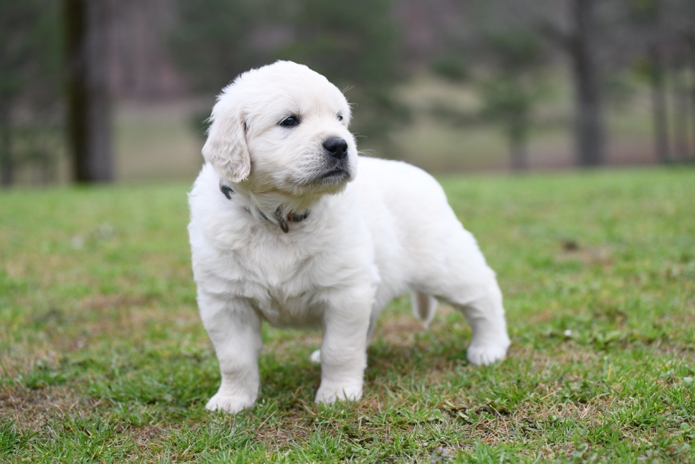 Tara's 5 Week Old Mr. Stripe