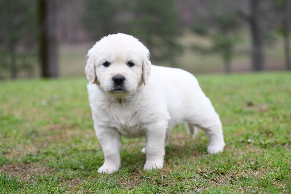 Tara's 5 Week Old Mr. Stripe