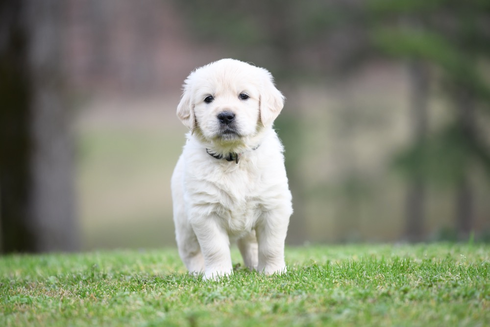 Tara's 5 Week Old Mr. LB