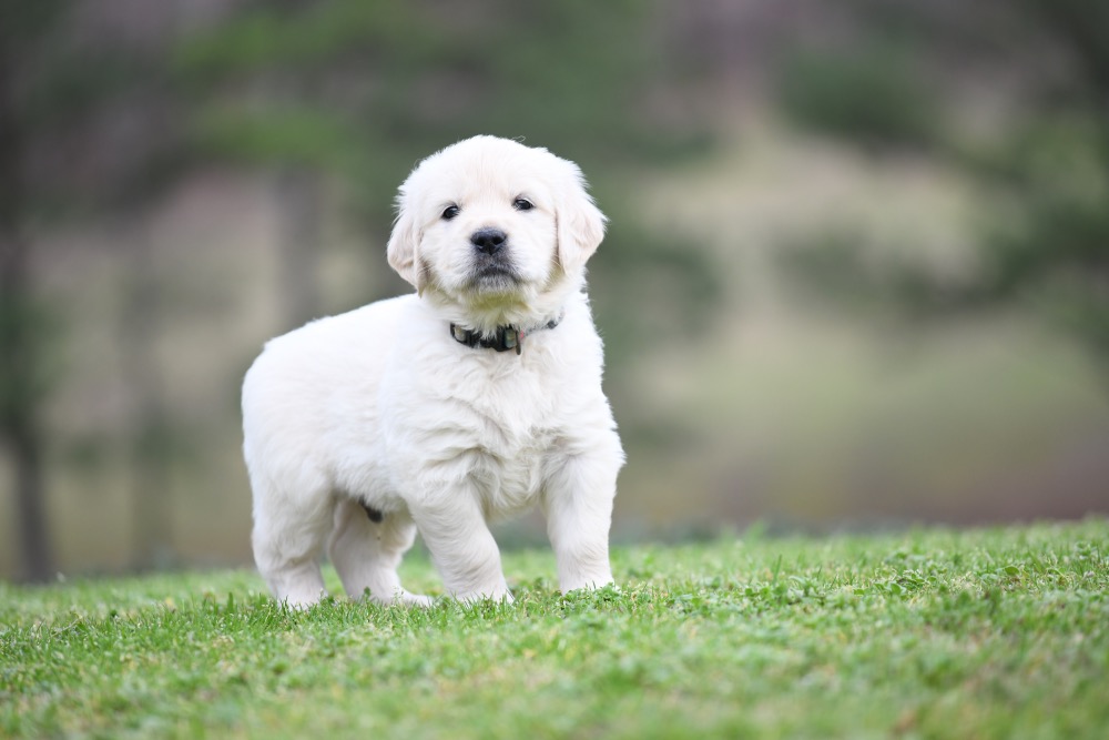 Tara's 5 Week Old Mr. LB