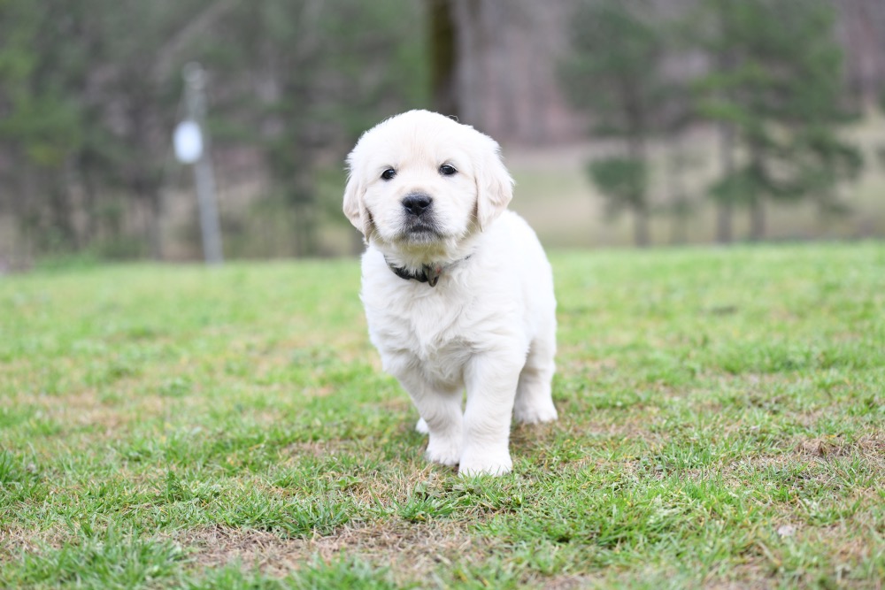 Tara's 5 Week Old Mr. LB