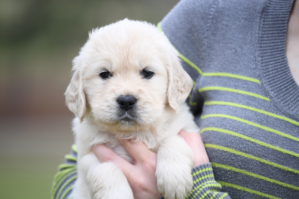 Tara's 5 Week Old Miss Orange Dottie