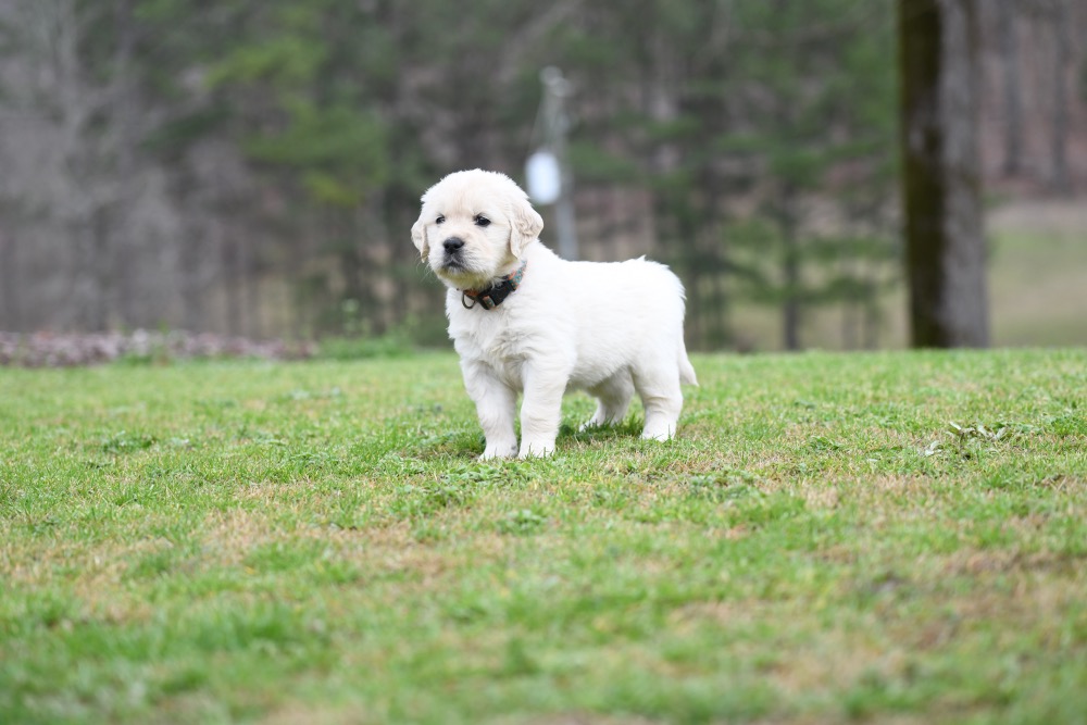 Tara's 5 Week Old Miss Orange Dottie