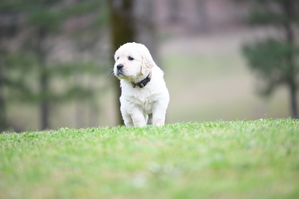 Tara's 5 Week Old Miss Orange Dottie