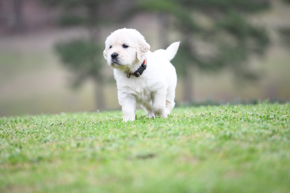 Tara's 5 Week Old Miss Orange Dottie
