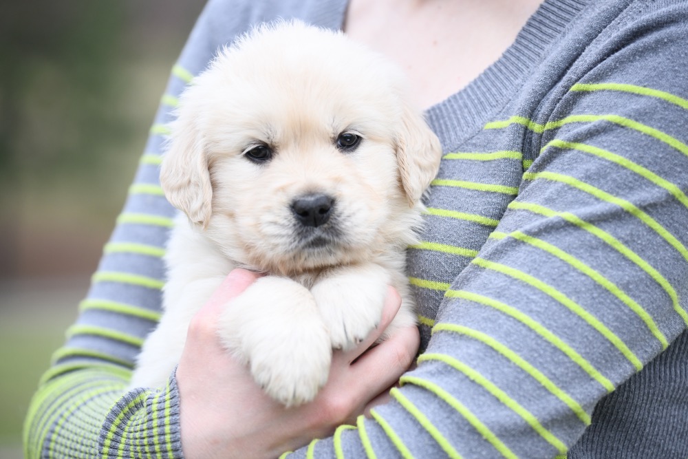 Tara's 5 Week Old Miss Green Dottie