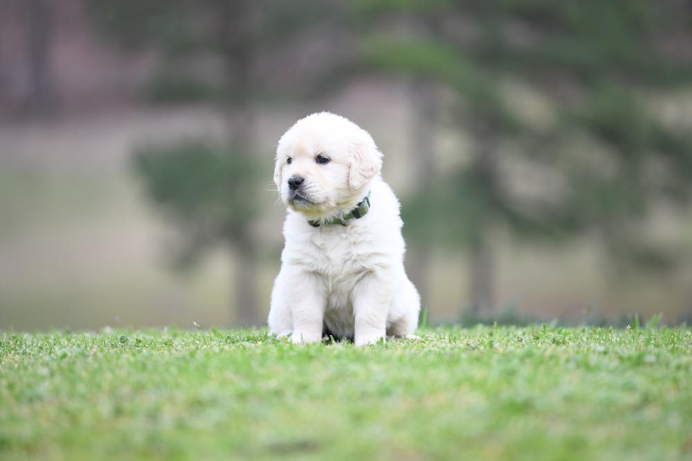 Tara's 5 Week Old Miss Green Dottie
