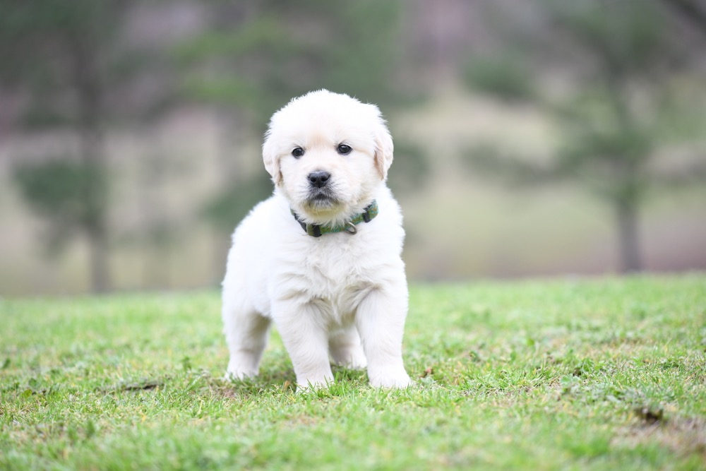 Tara's 5 Week Old Miss Green Dottie