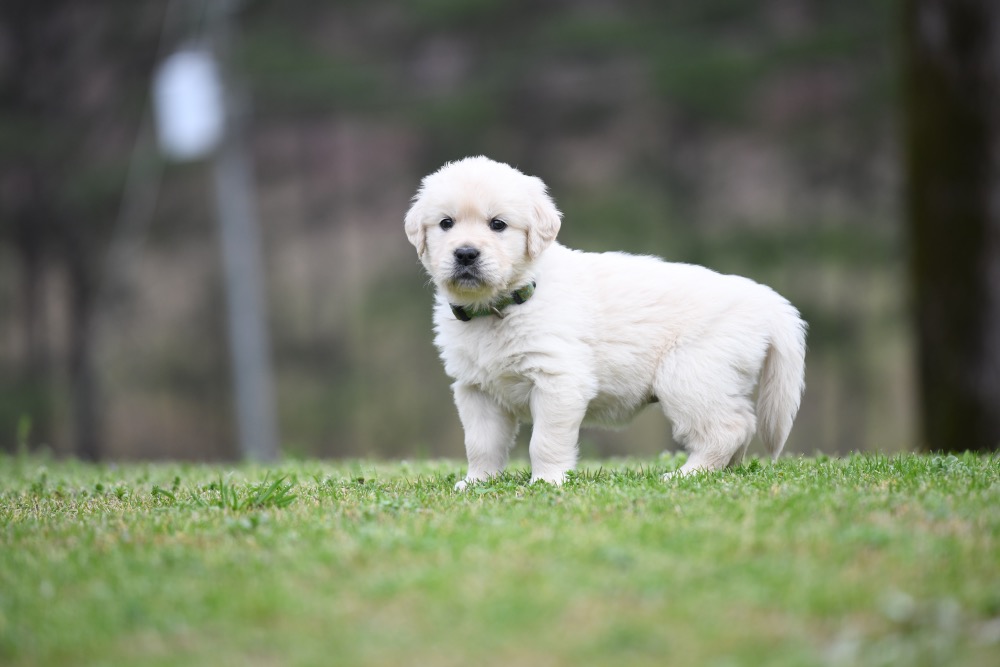 Tara's 5 Week Old Miss Green Dottie