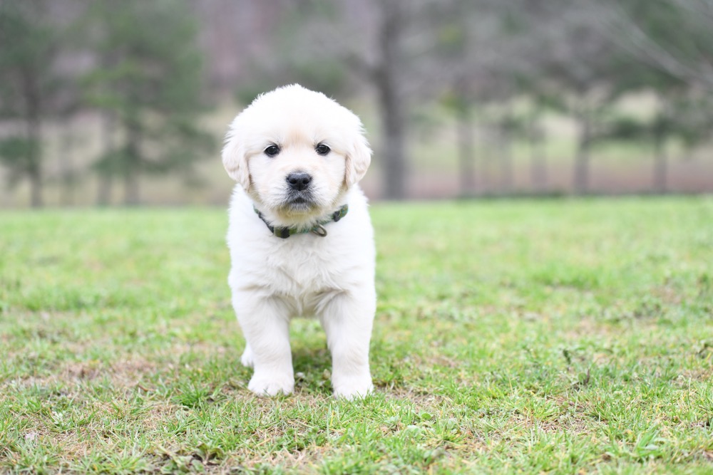 Tara's 5 Week Old Miss Green Dottie