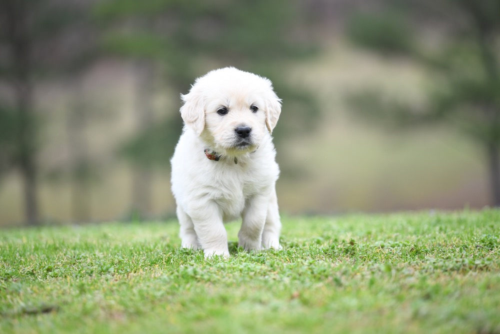 Tara's 5 Week Old Miss Pink Dottie