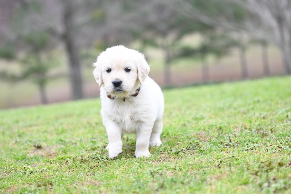 Tara's 5 Week Old Miss Pink Dottie