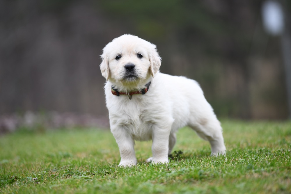 Tara's 5 Week Old Miss Pink Dottie