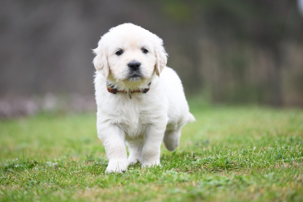 Tara's 5 Week Old Miss Pink Dottie