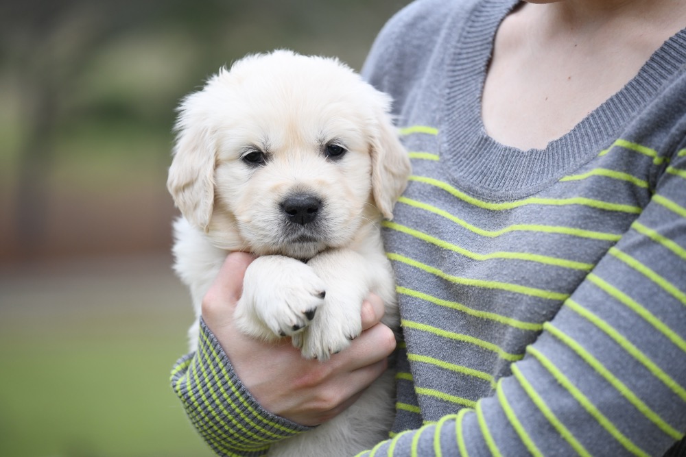 Tara's 5 Week Old Mr. Paws