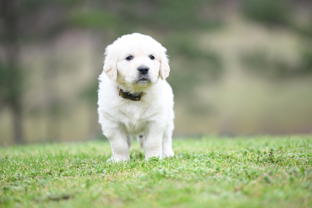 Tara's 5 Week Old Mr. Paws