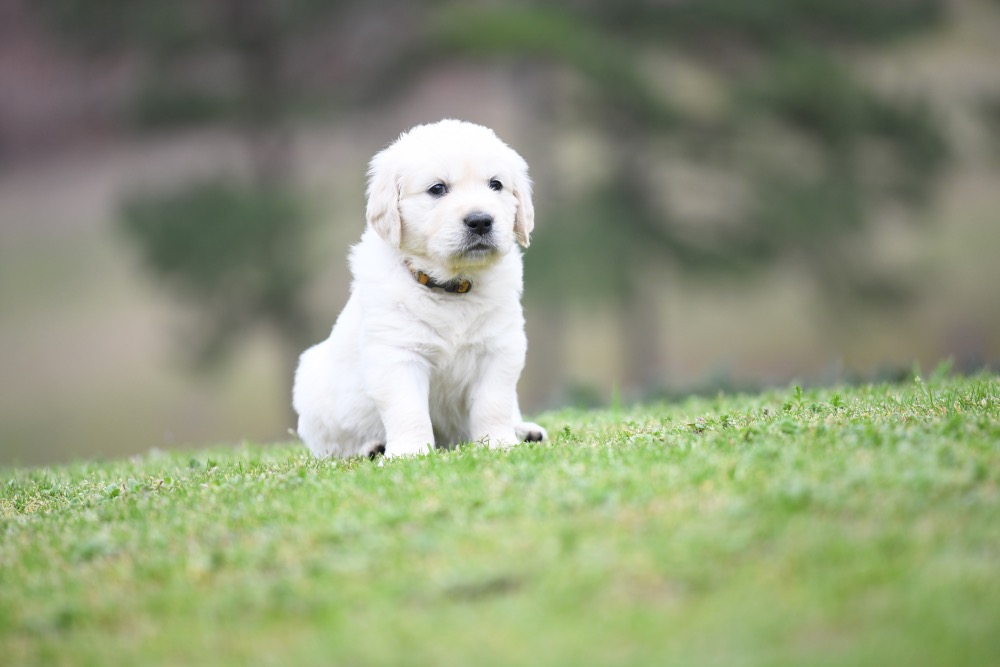 Tara's 5 Week Old Mr. Paws