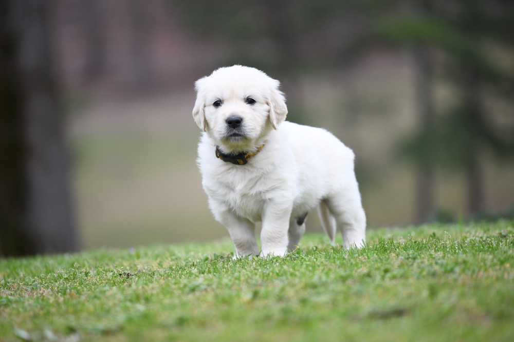 Tara's 5 Week Old Mr. Paws