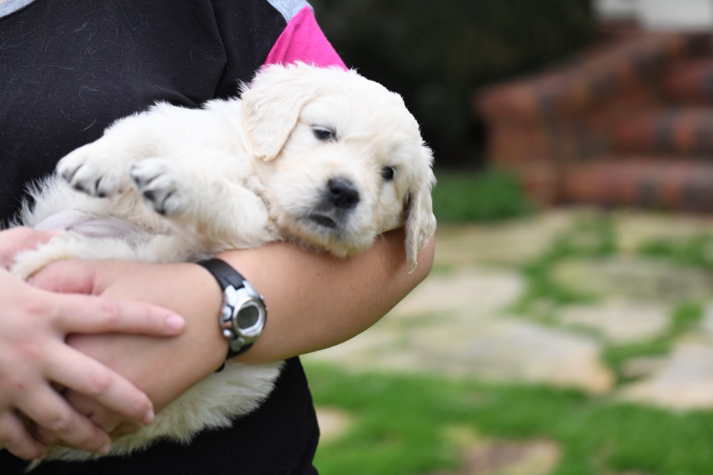 Tara's 5 Week Old Miss Purple Flower