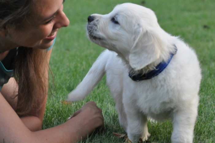 Summer Brook puppy