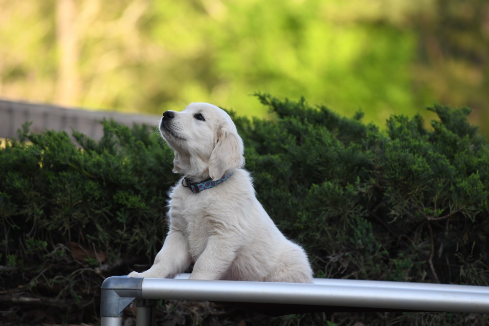 Piper's 8 Week Old Mr. RB
