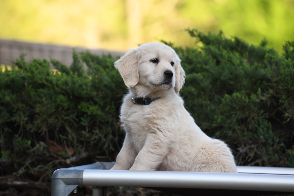 Piper's 8 Week Old Miss Bubbles