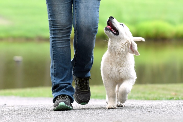 Golden Retriever Breeders