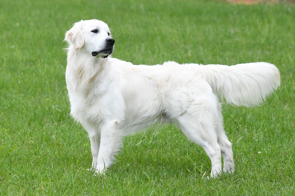 Flynn at 12 months in pasture