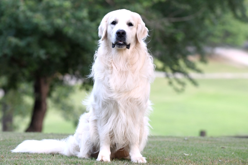 how many litters should a golden retriever have