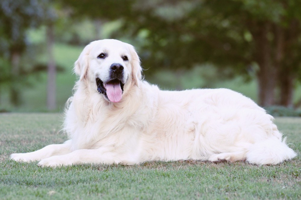 Jake Lying Down on Front Lawn