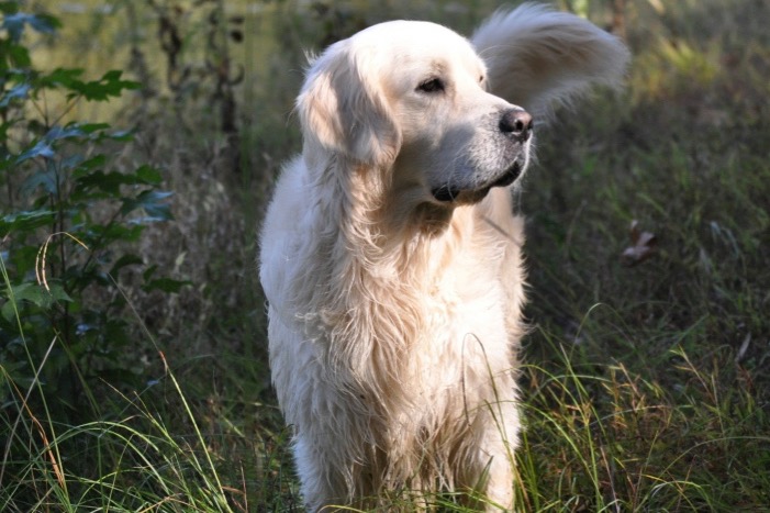 Supplies that we use for our English Golden Retriever puppies and adults.