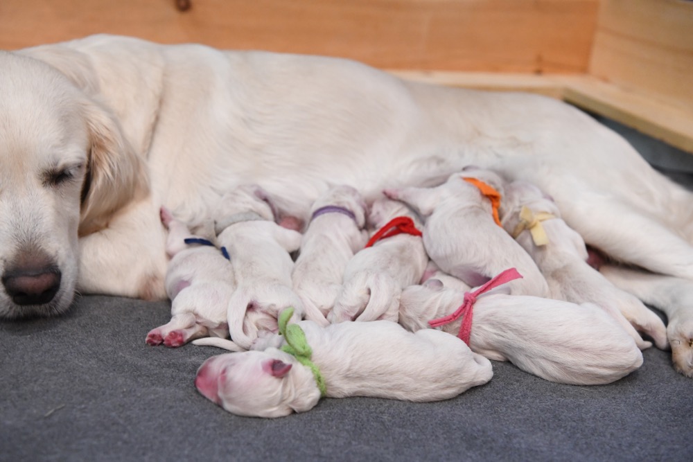 Piper with her Newborn Puppies