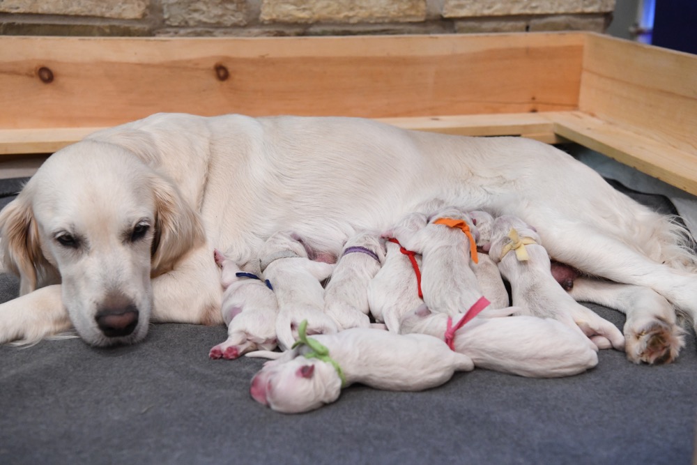 Piper's Newborn puppies