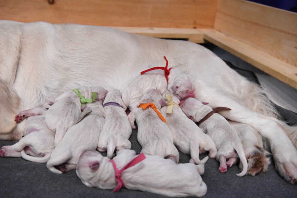 Piper's Newborns