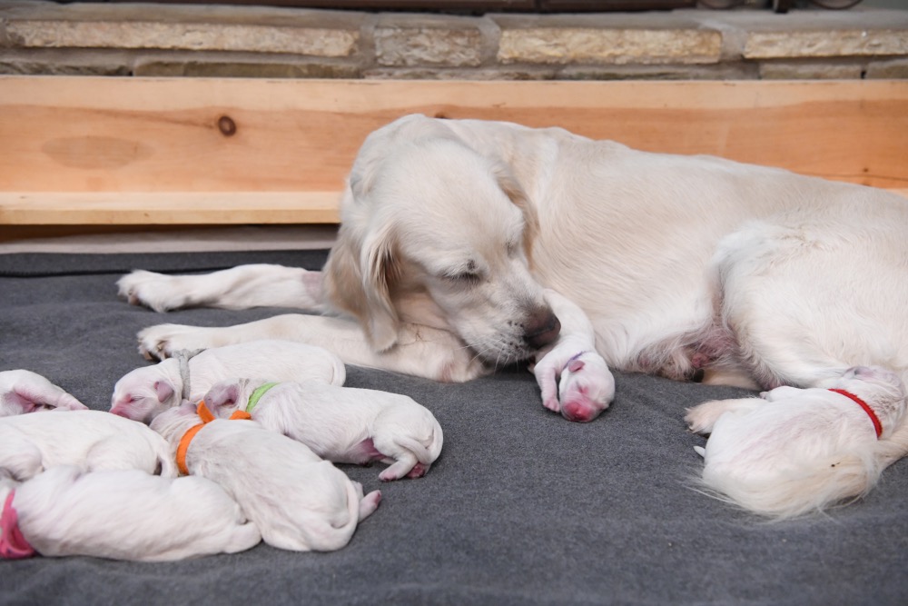 Piper and Newborn Puppies