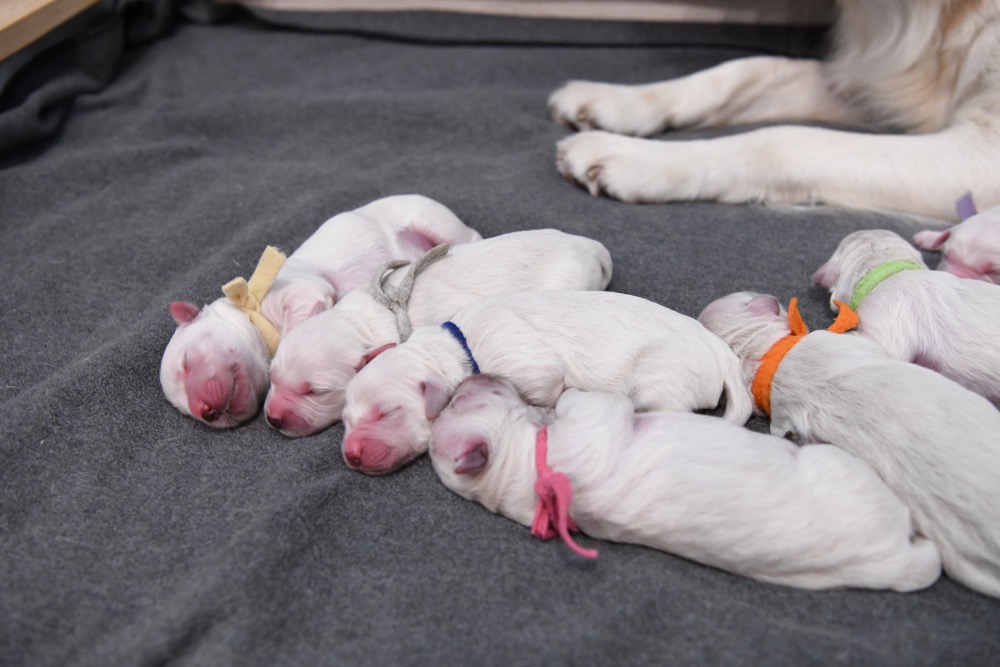 Piper and Newborn Puppies