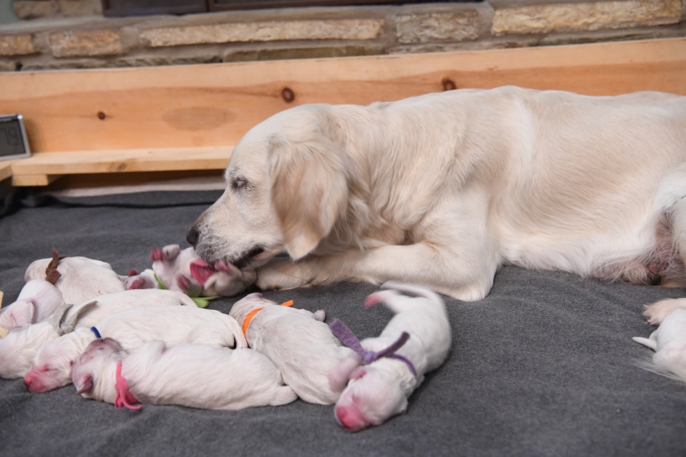 Piper's Newborn Puppies