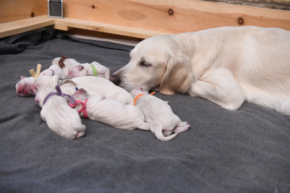 Piper and Her Newborns