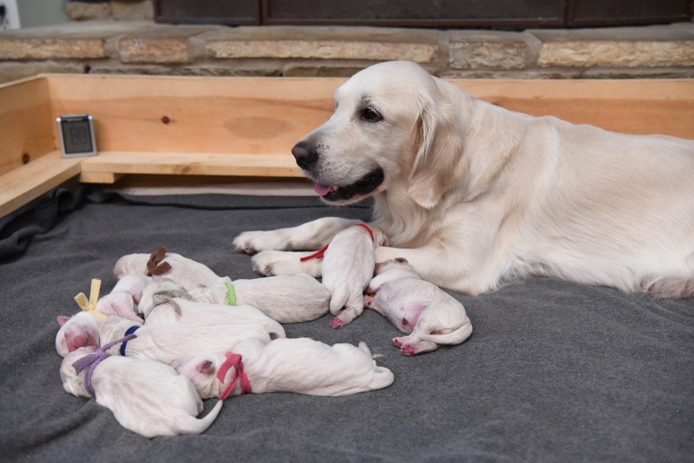 Piper's Newborn puppies