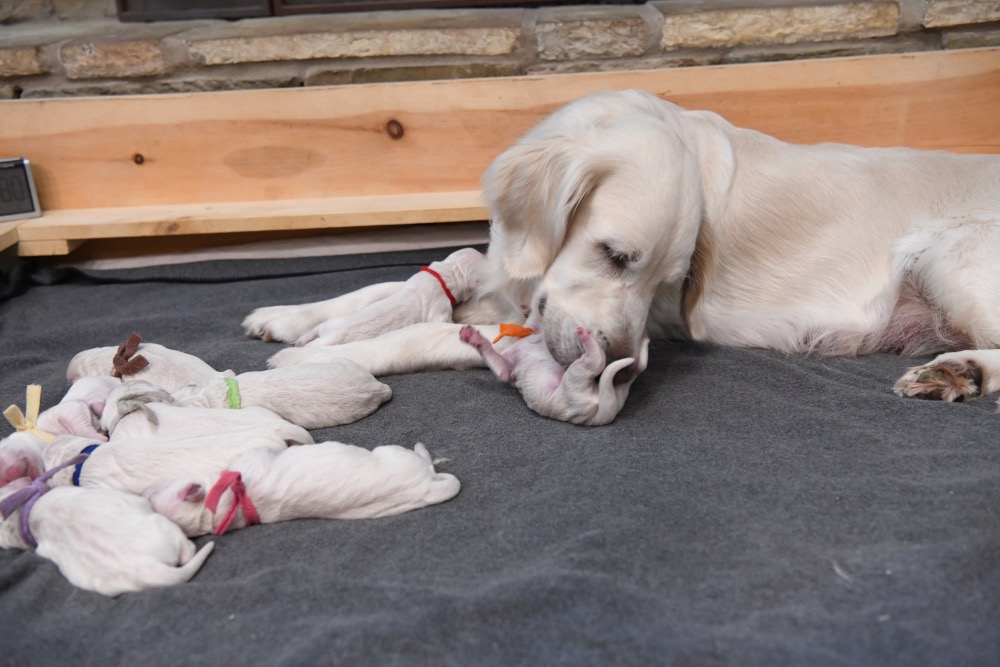 Newborn puppies with Piper