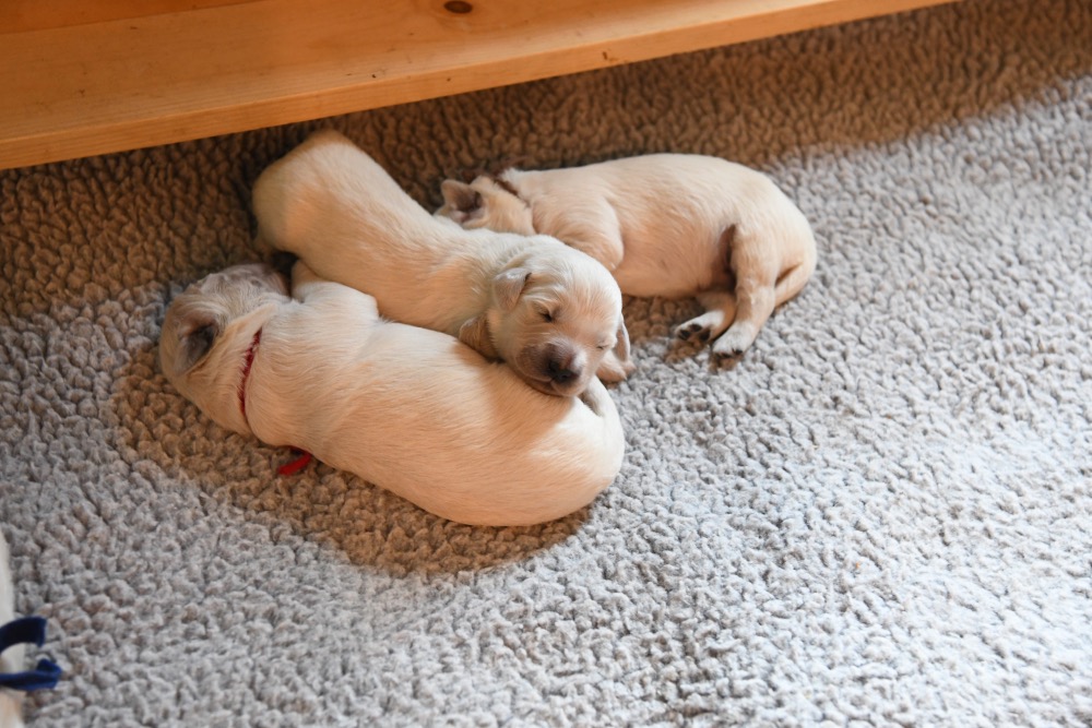 3 piper puppies at 1 week