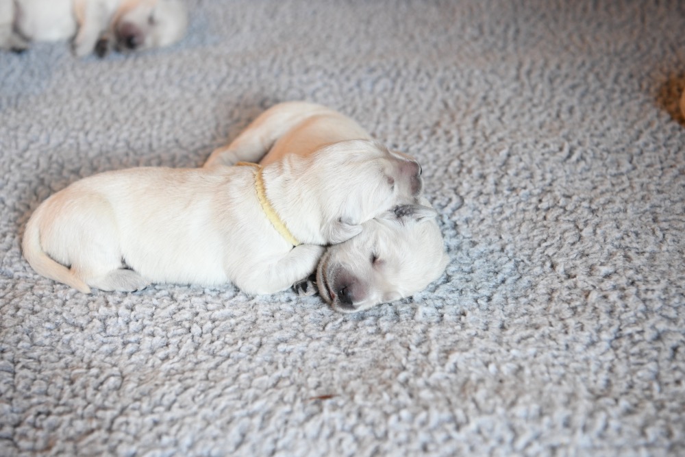 Piper's Miss Yellow at 1 week