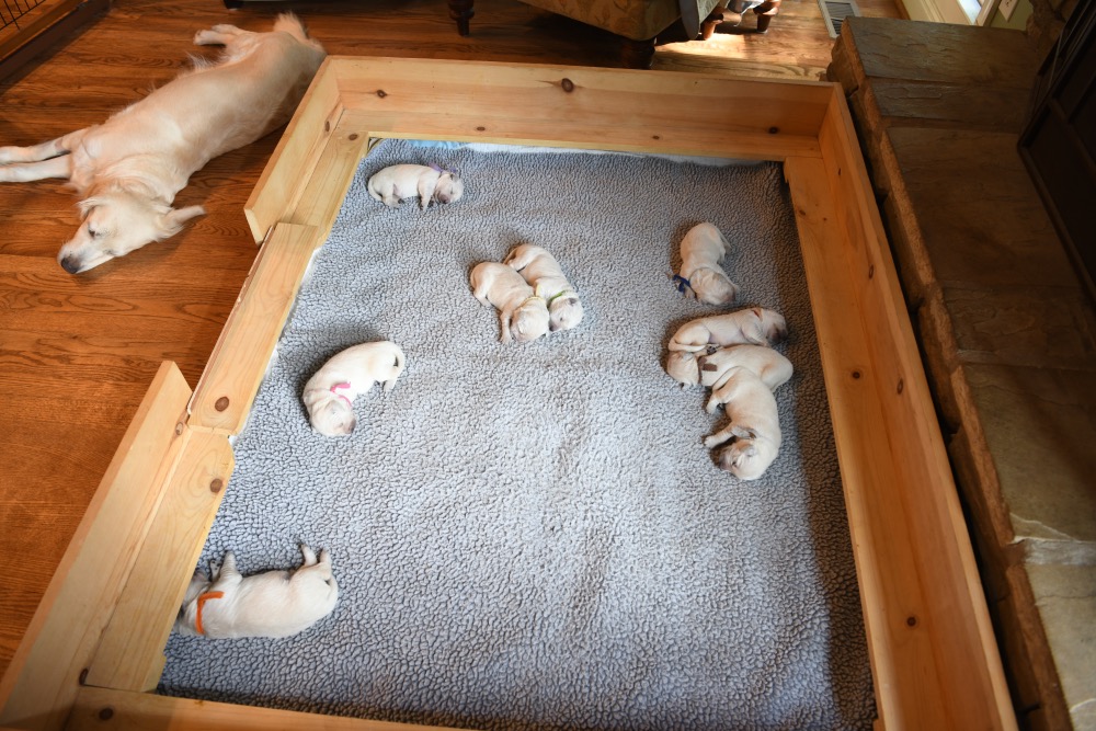 whelping box with Piper's 1 week old puppies