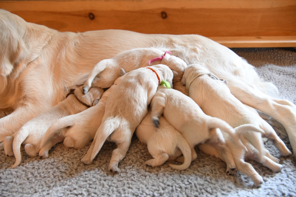 piper's 1 week old puppies