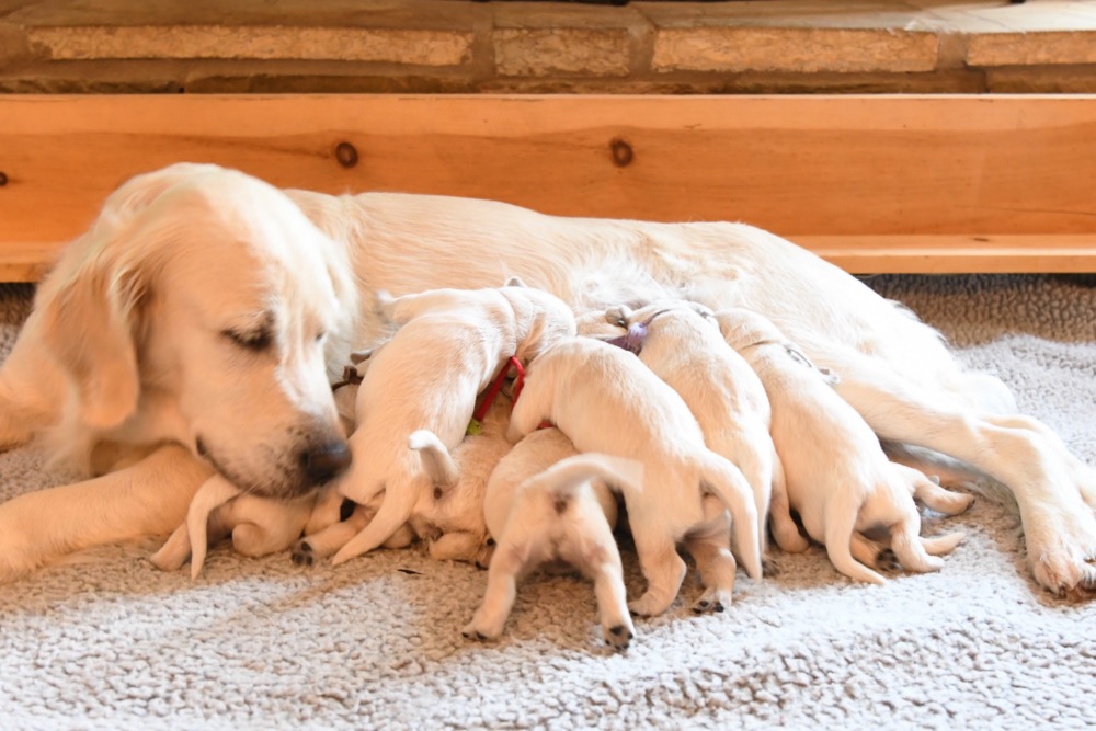 piper and her 1 week old puppies