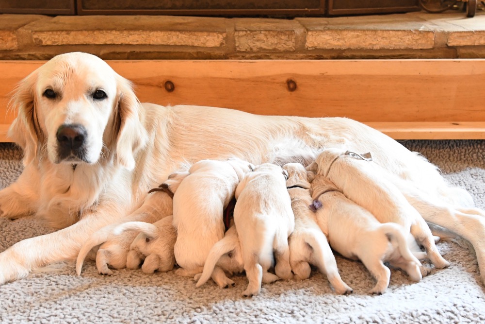 Piper with her 1 week old puppies